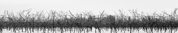 Winter grapes