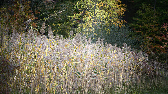 Field of gold1